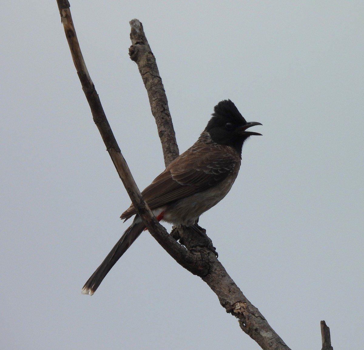 Red-vented Bulbul - ML619472886