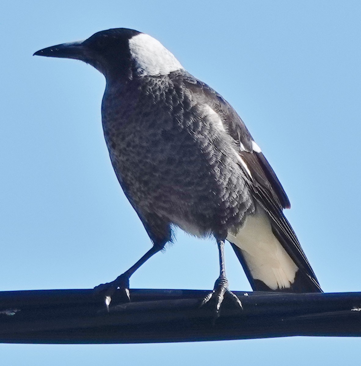 Australian Magpie (Black-backed) - ML619472901