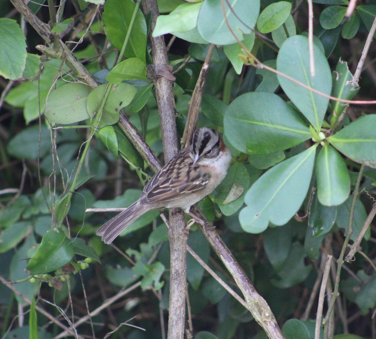 Rufous-collared Sparrow - ML619472905