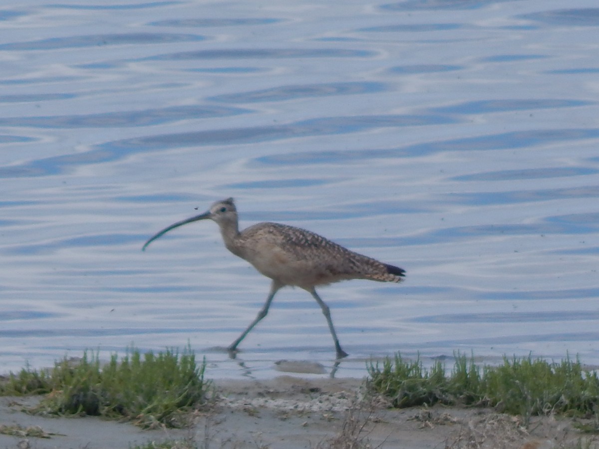 Long-billed Curlew - ML619472906