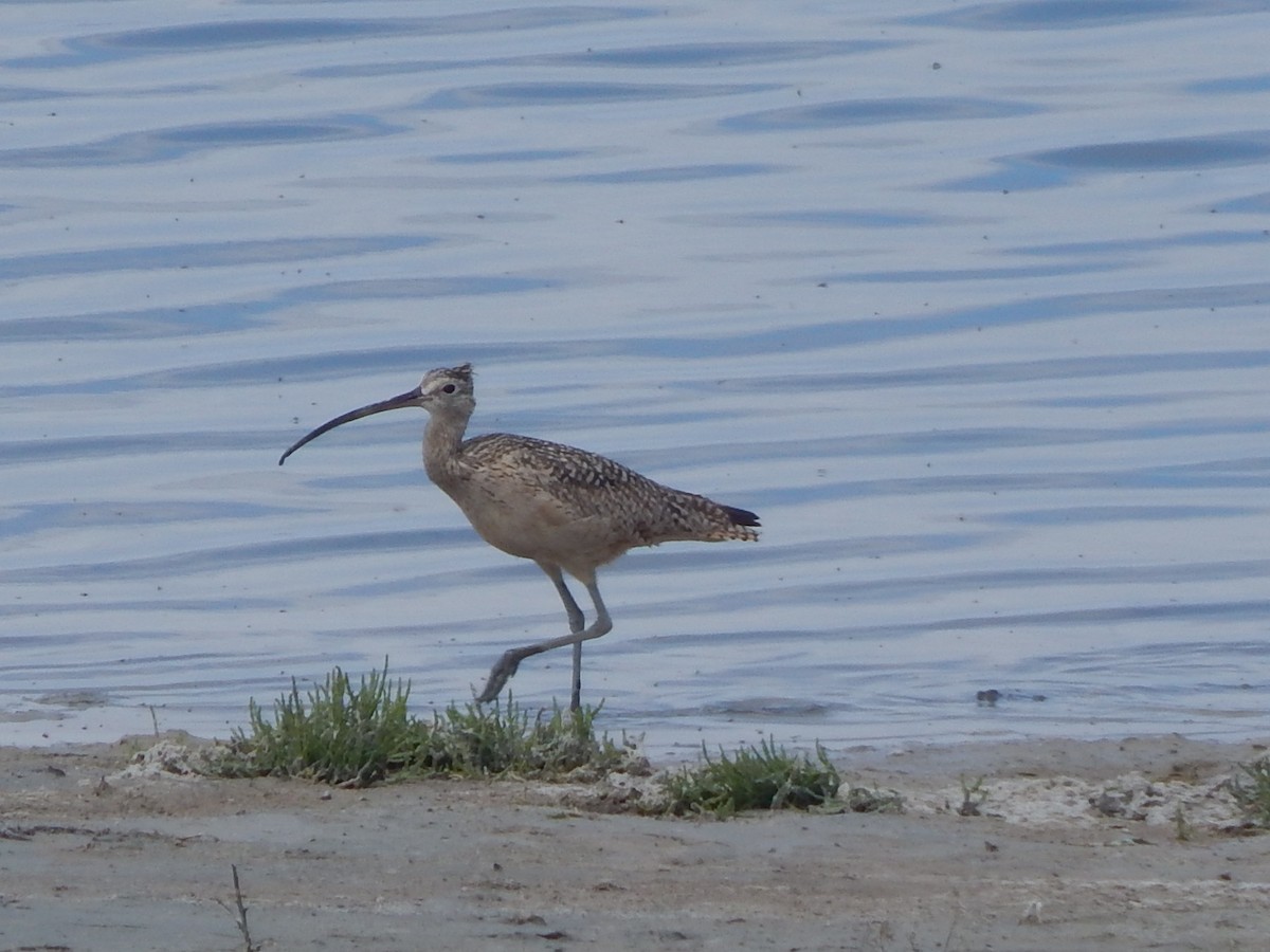 Long-billed Curlew - ML619472917