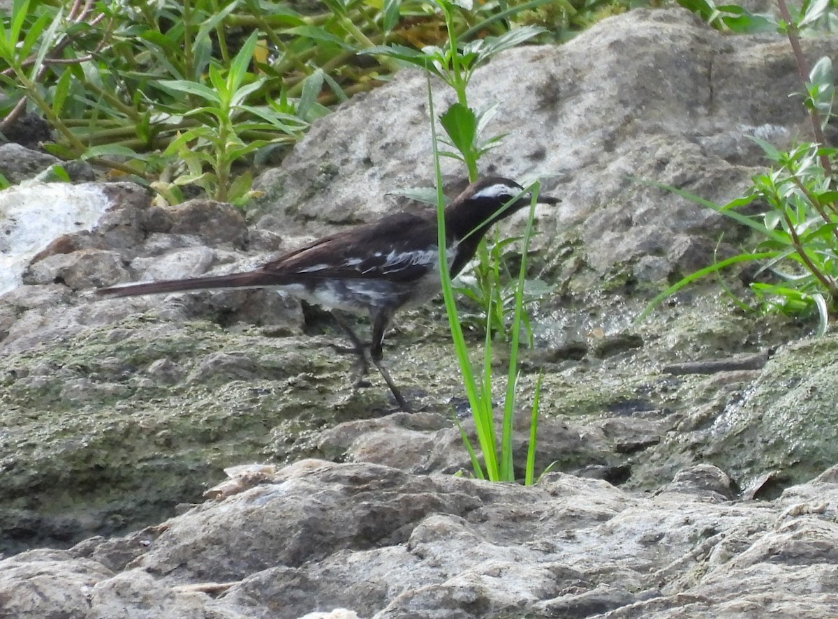 White-browed Wagtail - ML619472923