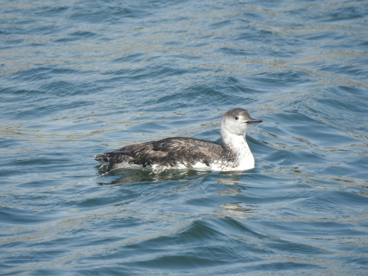 Red-throated Loon - ML619472929