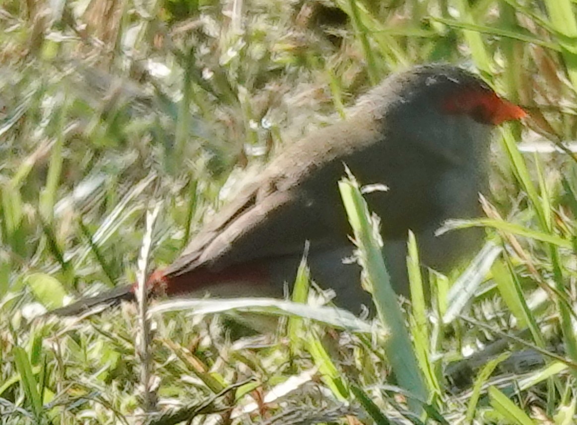 Red-browed Firetail - ML619472983