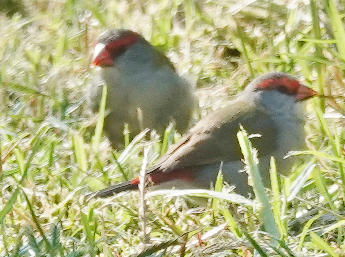Red-browed Firetail - ML619472984