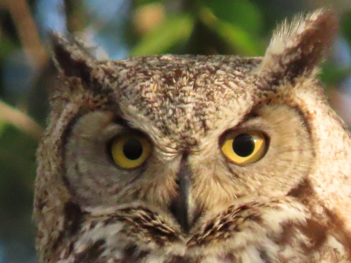 Great Horned Owl - ML619473035