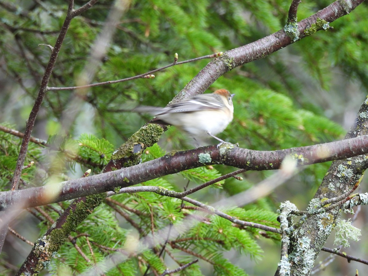 Bay-breasted Warbler - ML619473045