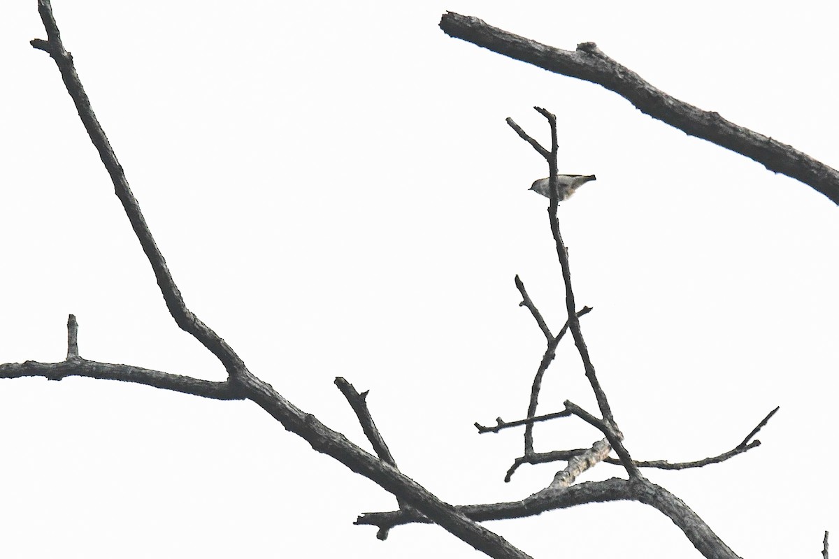 Thick-billed Flowerpecker - ML619473130