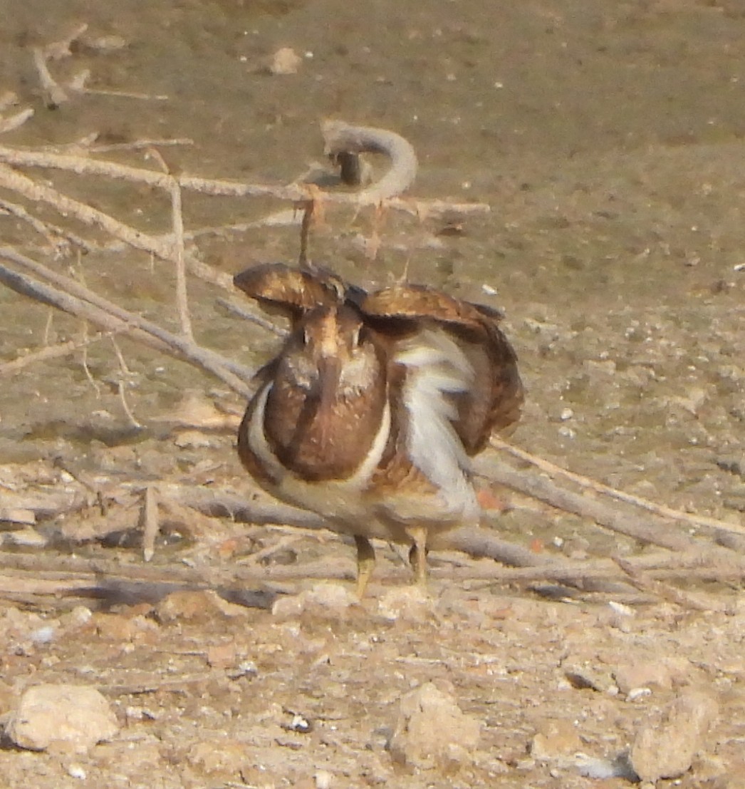 Greater Painted-Snipe - ML619473152