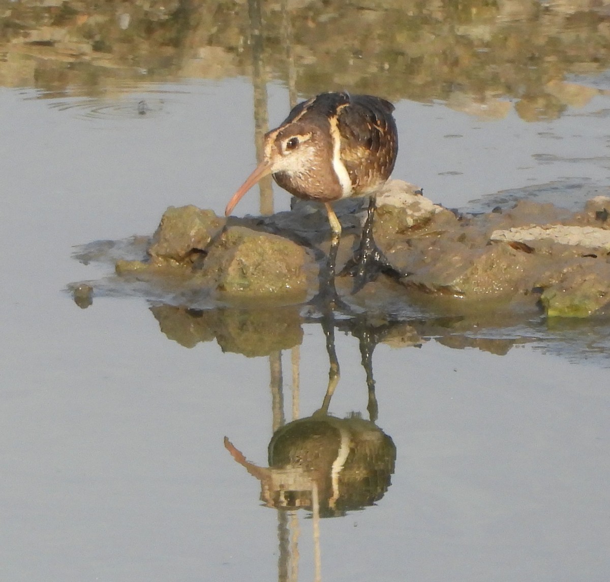 Greater Painted-Snipe - ML619473154