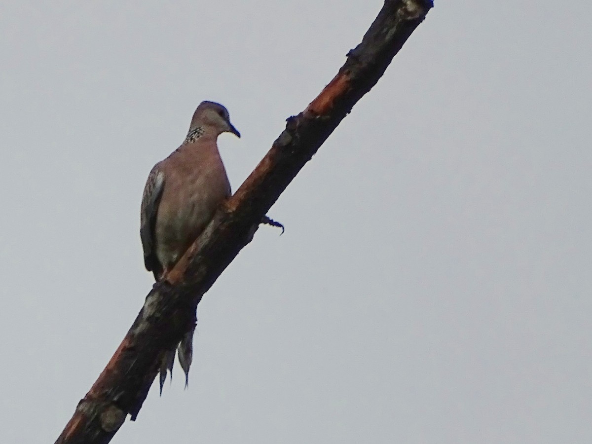 Spotted Dove - ML619473167