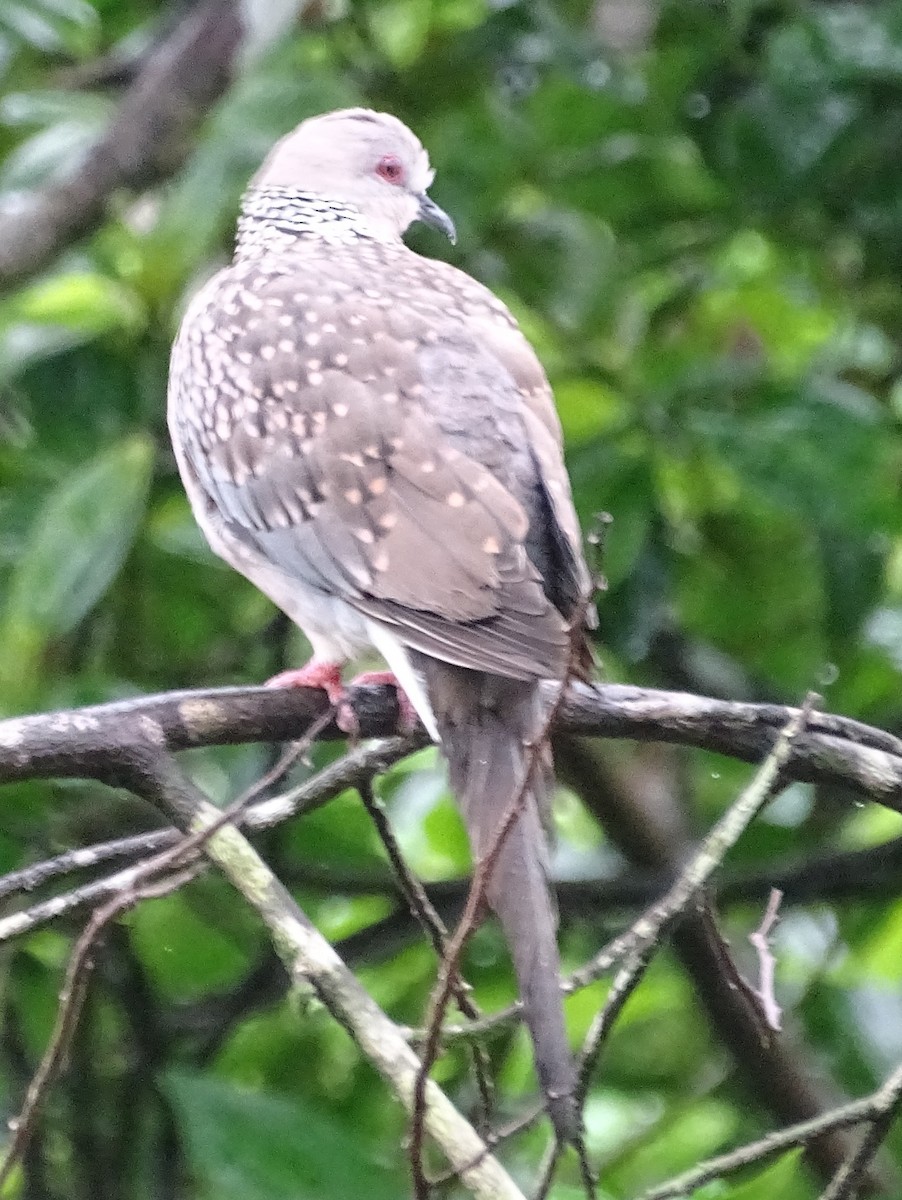 Spotted Dove - ML619473168