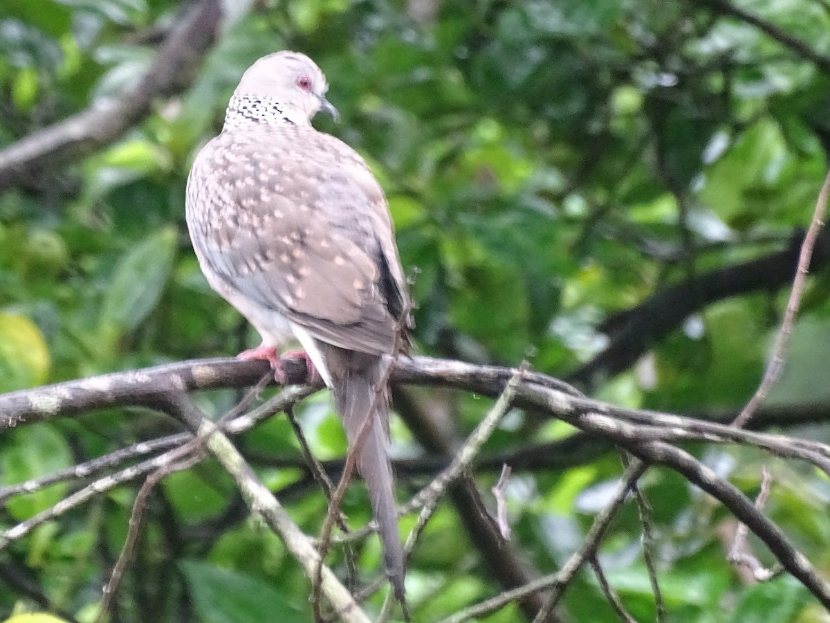 Spotted Dove - ML619473171