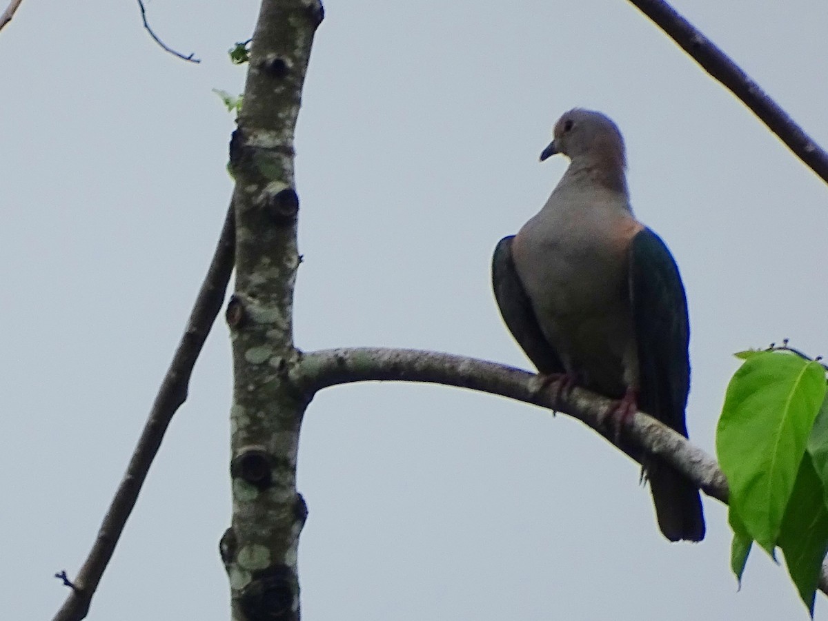 Green Imperial-Pigeon - ML619473184