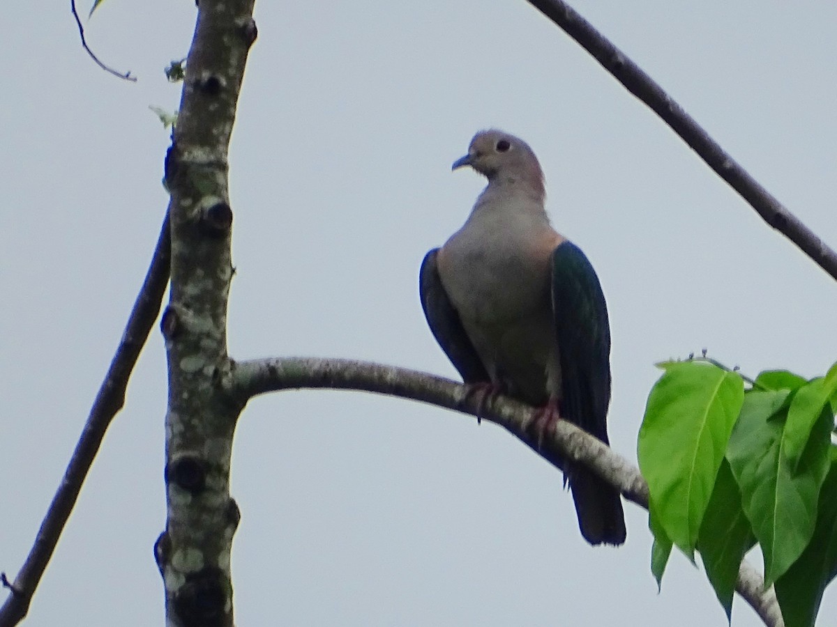 Green Imperial-Pigeon - ML619473186