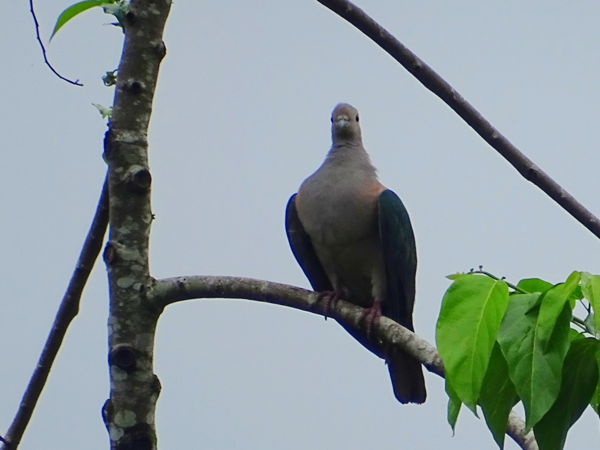 Green Imperial-Pigeon - ML619473187