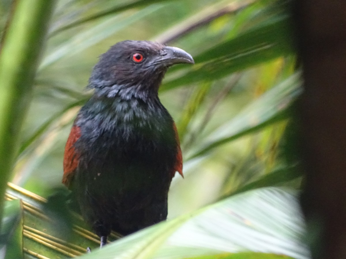 Greater Coucal - ML619473194