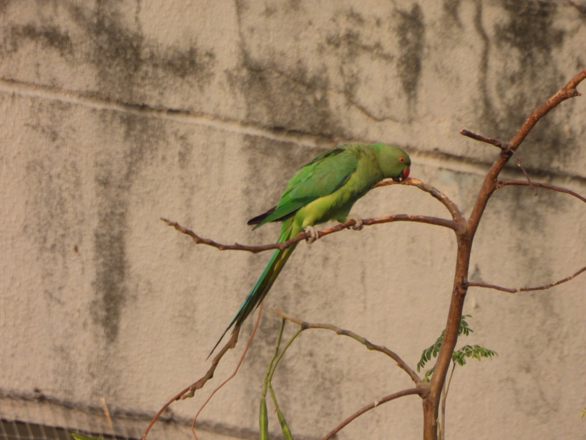 Yeşil Papağan - ML619473199