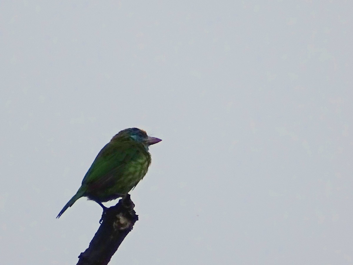 Yellow-fronted Barbet - ML619473204