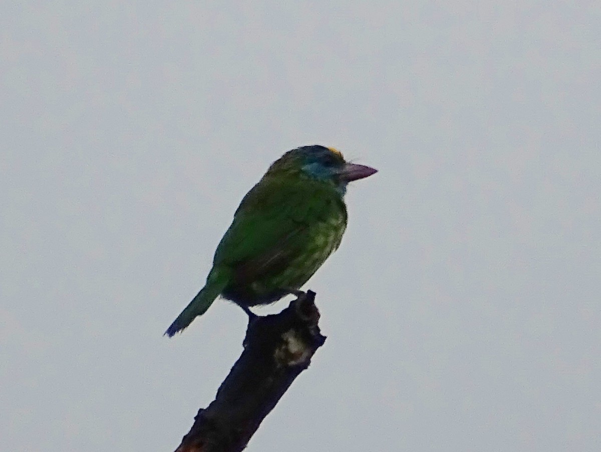 Yellow-fronted Barbet - ML619473205