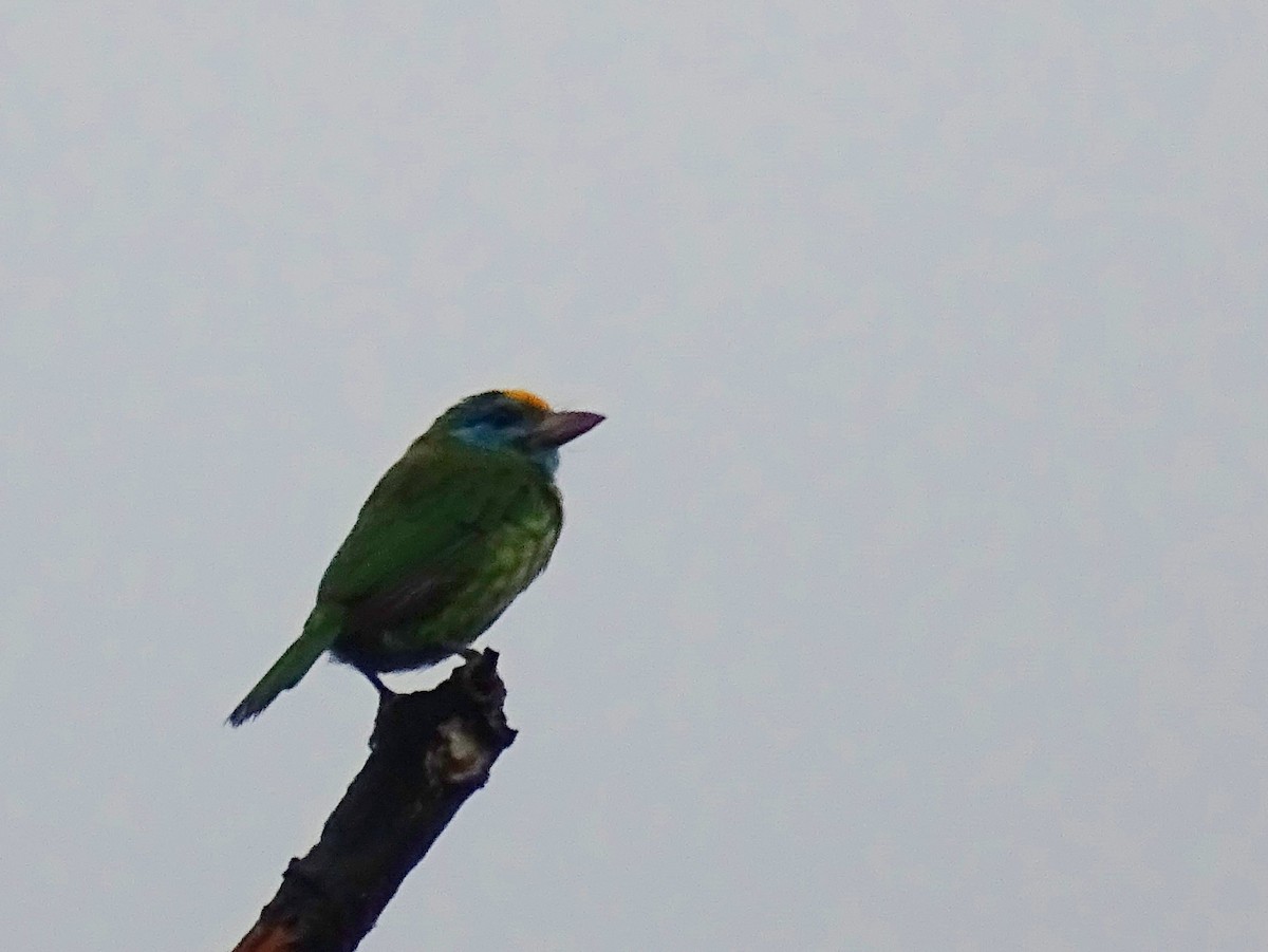 Yellow-fronted Barbet - ML619473206