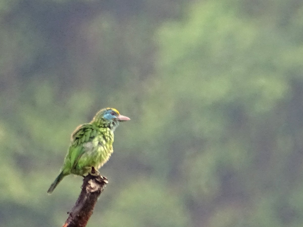 Yellow-fronted Barbet - ML619473207