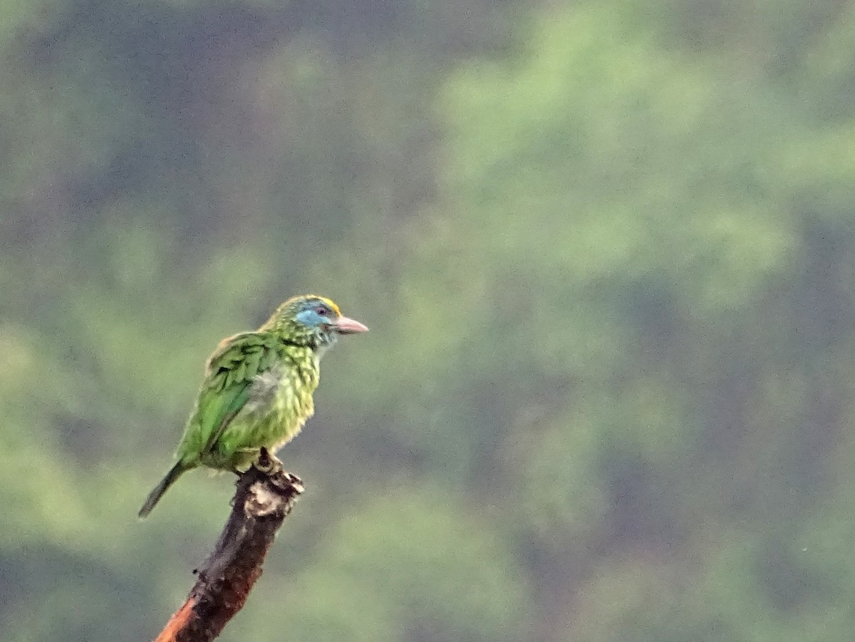 Yellow-fronted Barbet - ML619473208