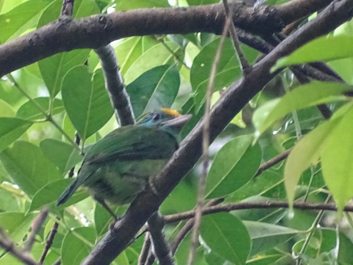 Yellow-fronted Barbet - ML619473209