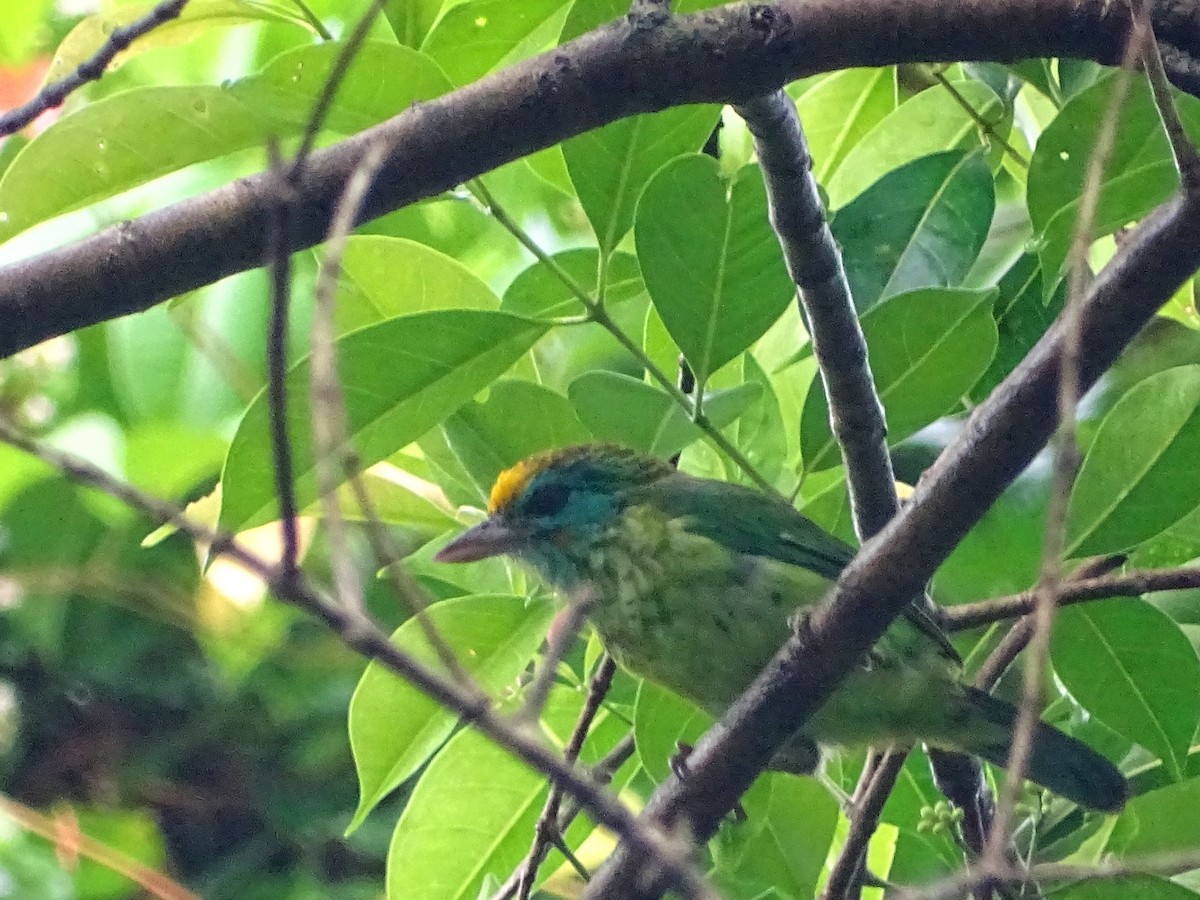 Yellow-fronted Barbet - ML619473210