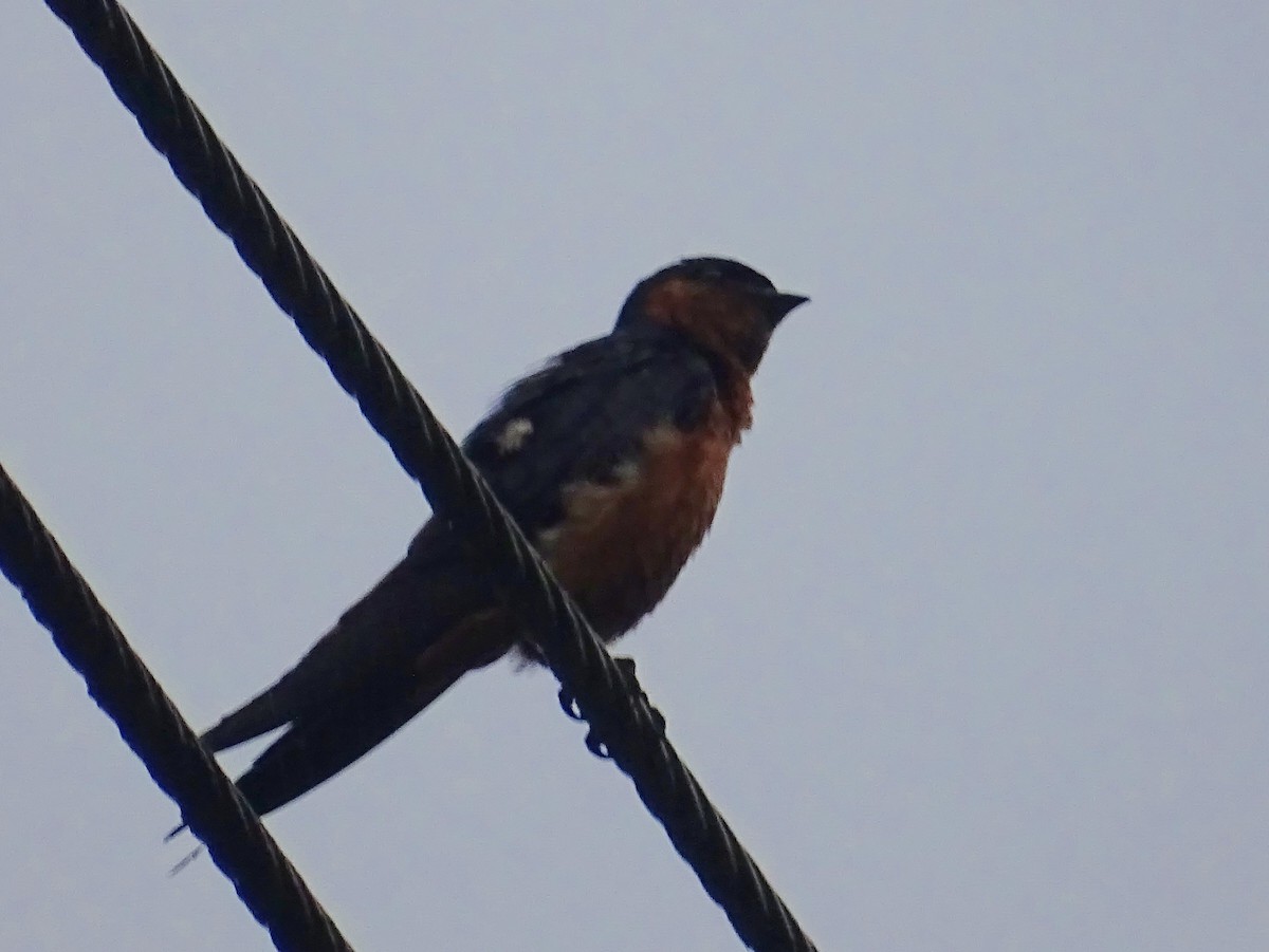 Sri Lanka Swallow - ML619473224