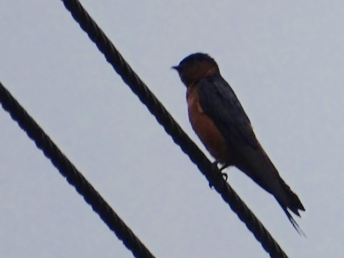 Sri Lanka Swallow - ML619473226