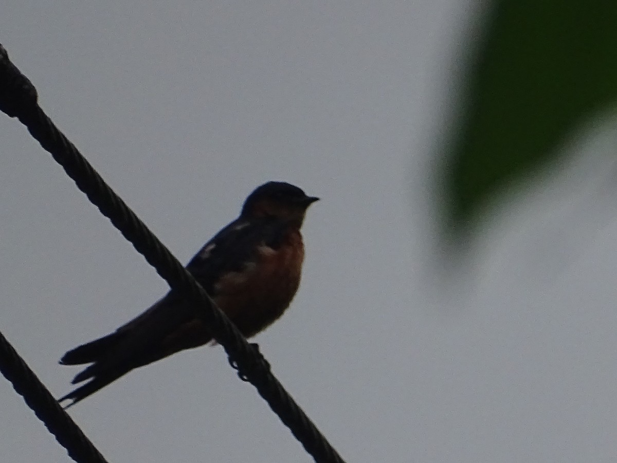 Sri Lanka Swallow - ML619473227