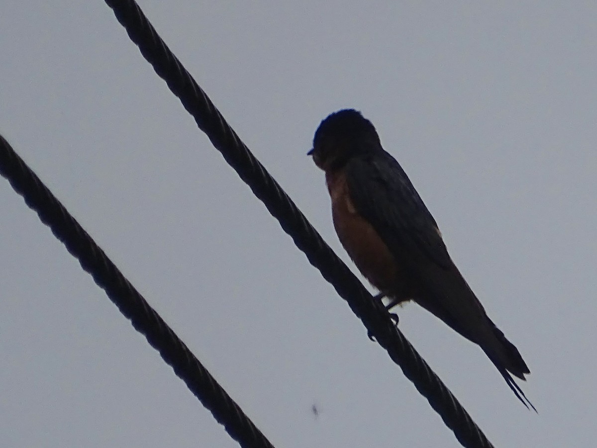Sri Lanka Swallow - ML619473228