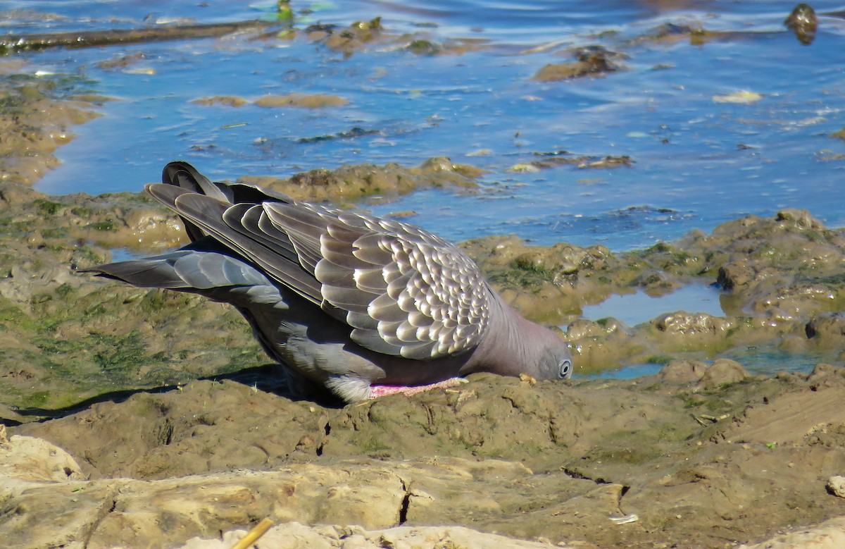 Spot-winged Pigeon - ML619473246