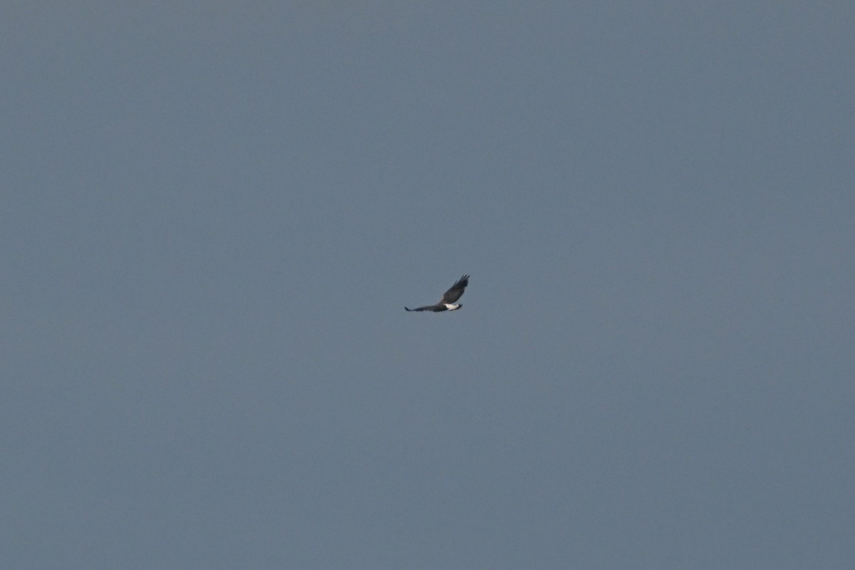 White-tailed Hawk - ML619473256