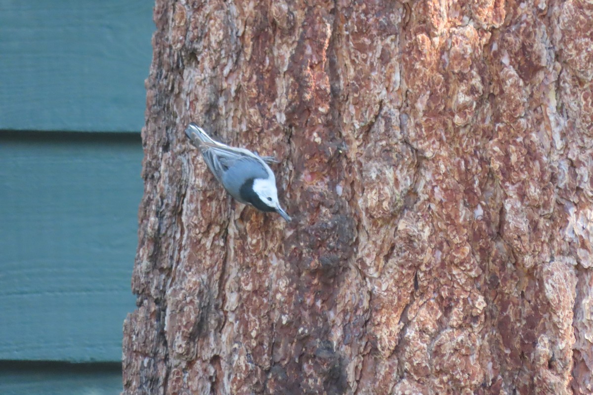 White-breasted Nuthatch - ML619473269