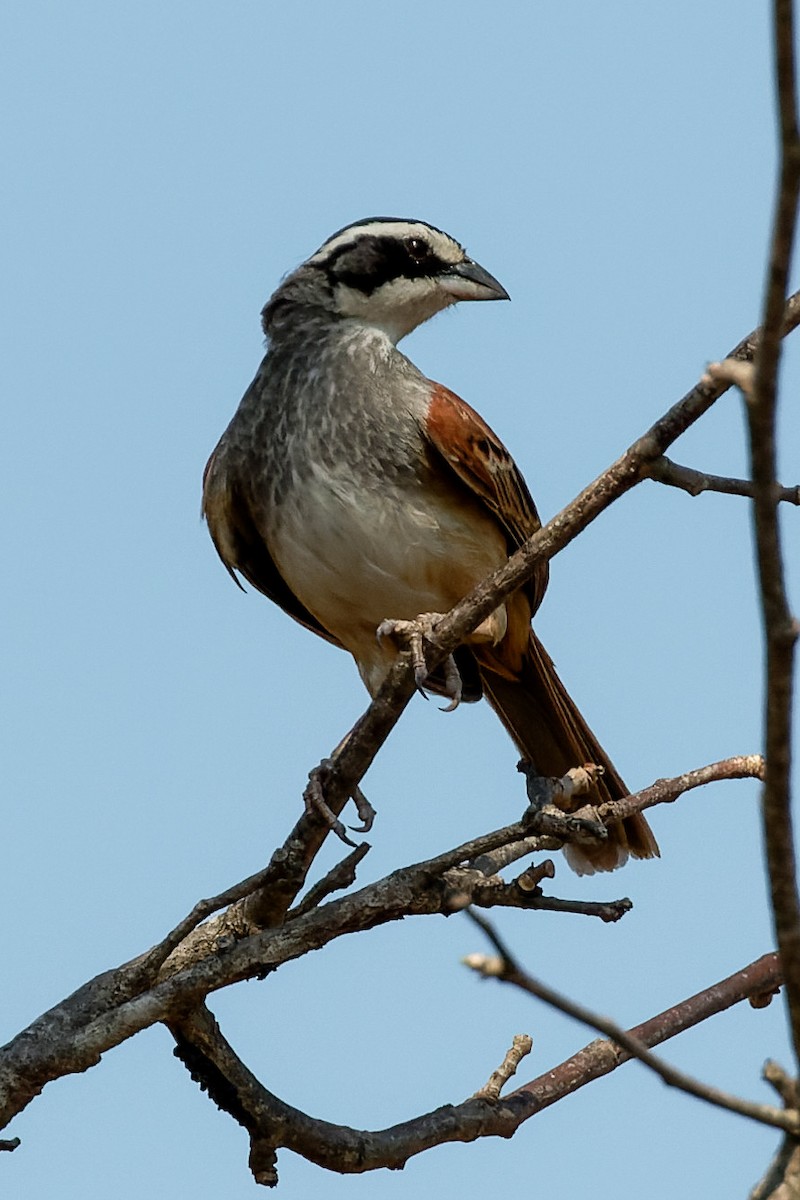 Stripe-headed Sparrow - ML619473304