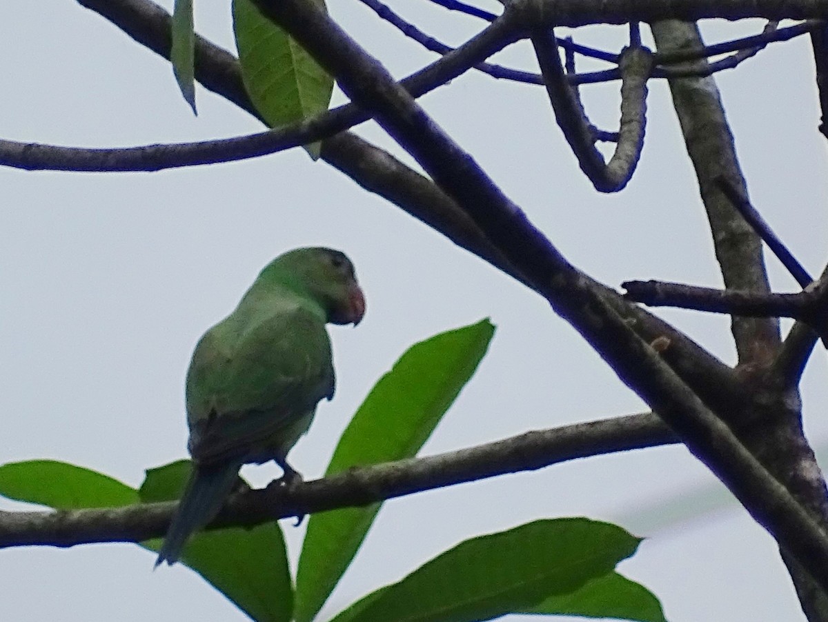 Seylan Yeşil Papağanı - ML619473316