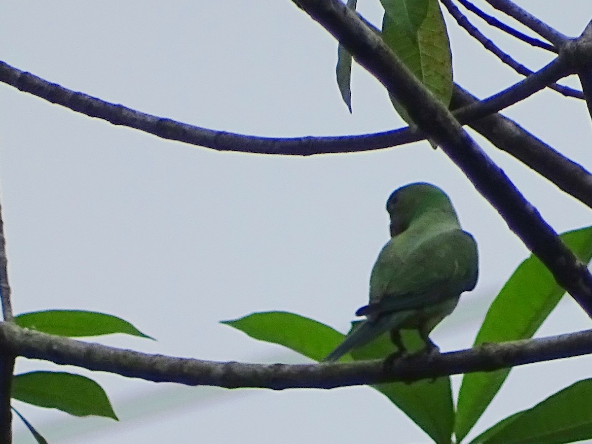 Seylan Yeşil Papağanı - ML619473317
