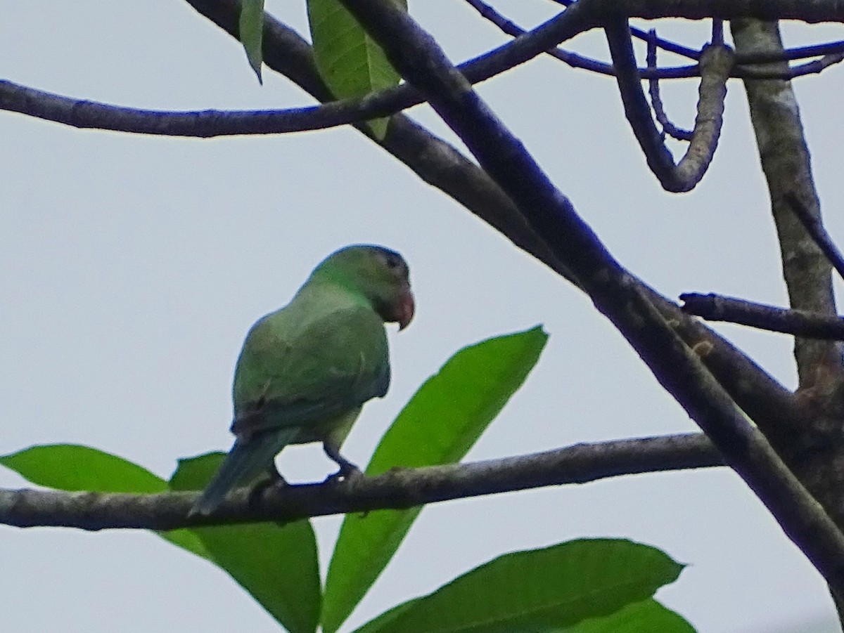 Seylan Yeşil Papağanı - ML619473318
