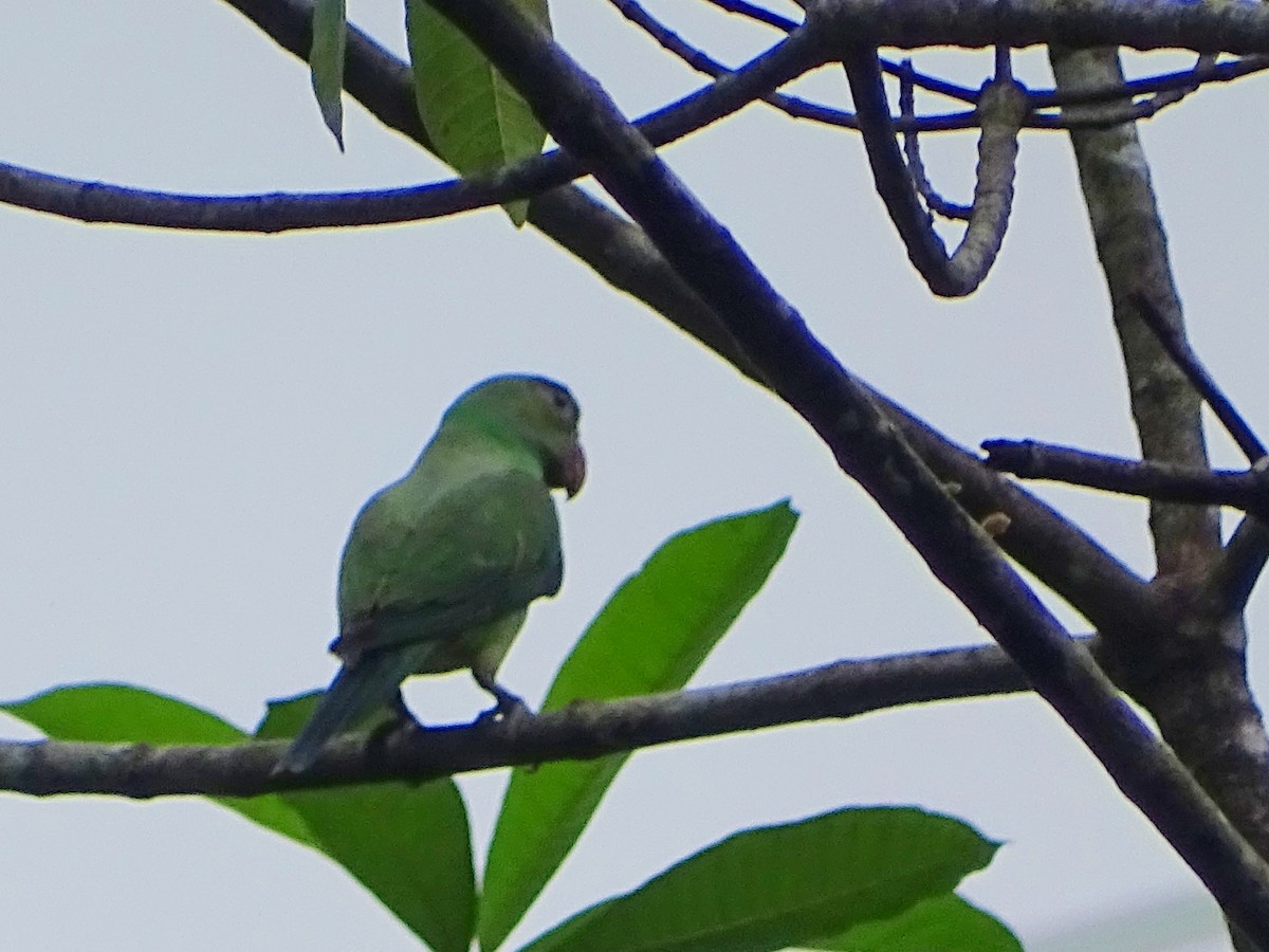 Seylan Yeşil Papağanı - ML619473319
