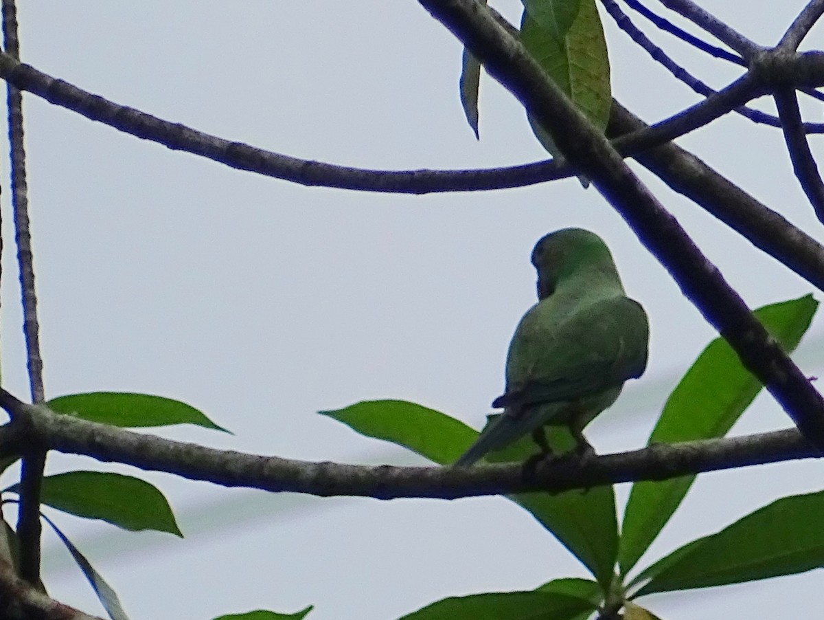 Seylan Yeşil Papağanı - ML619473320