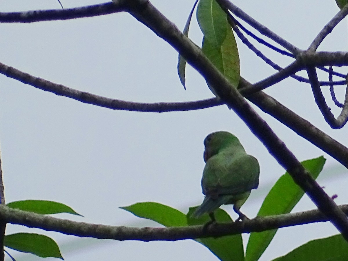 Seylan Yeşil Papağanı - ML619473321