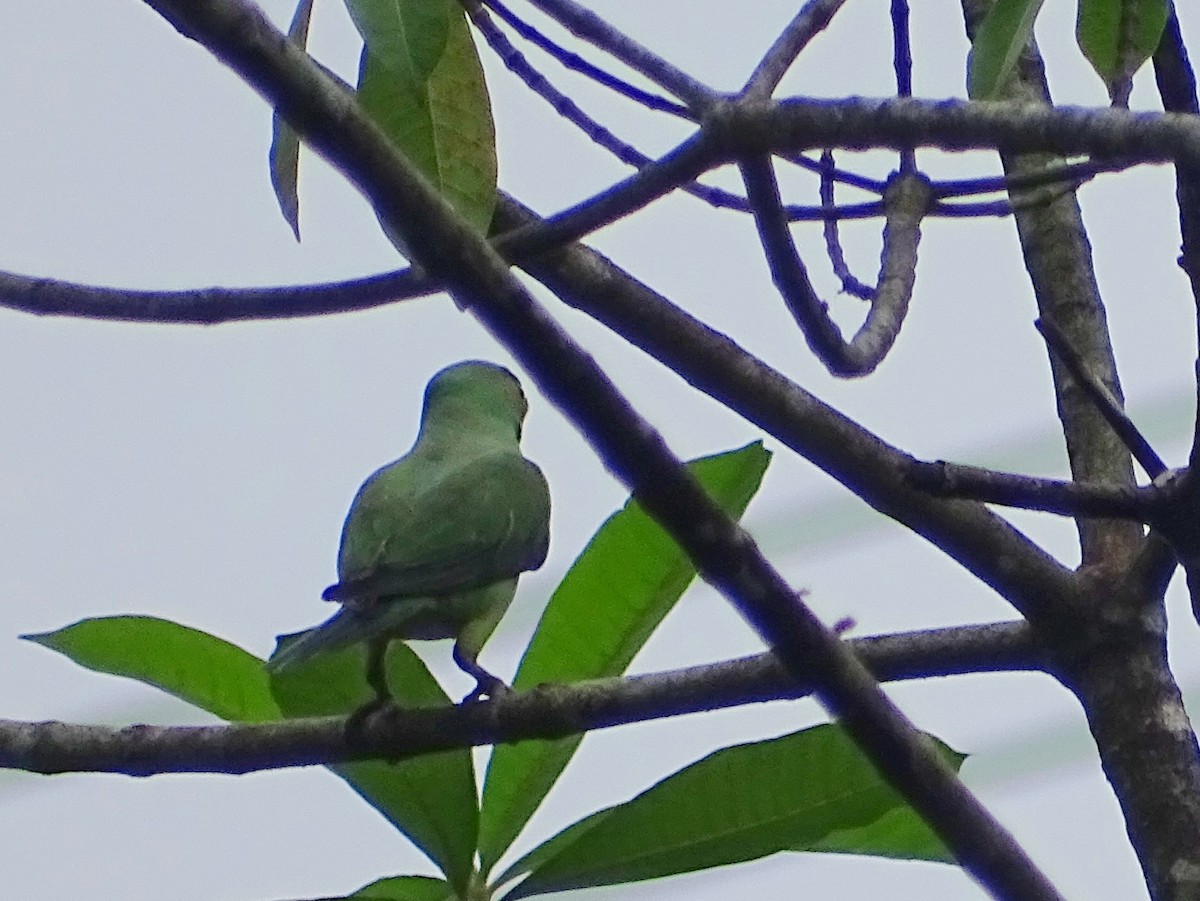 Seylan Yeşil Papağanı - ML619473322