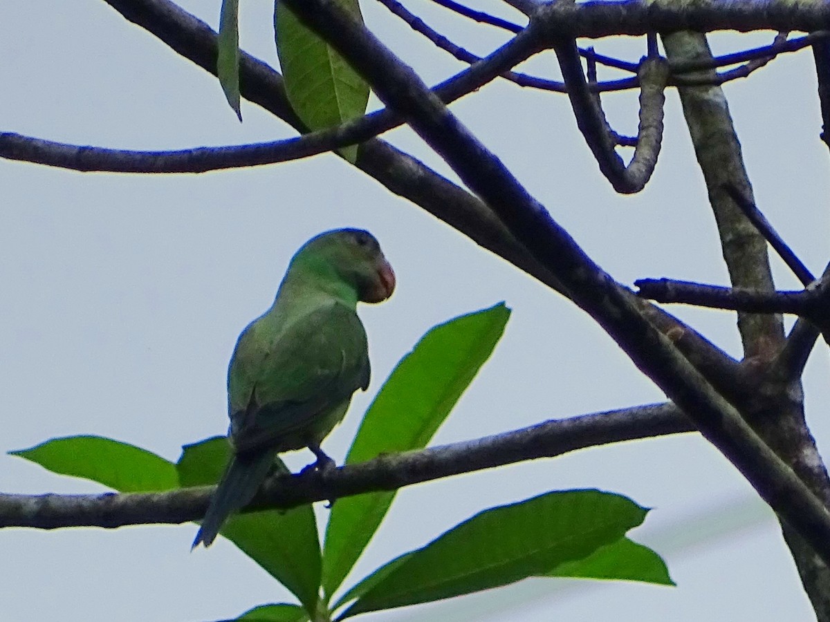 Seylan Yeşil Papağanı - ML619473323