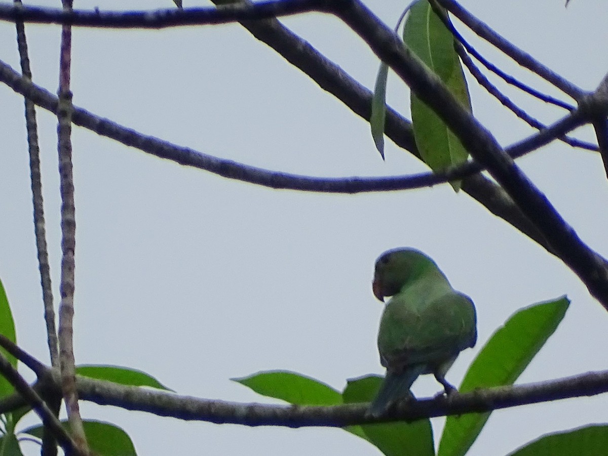 Seylan Yeşil Papağanı - ML619473324