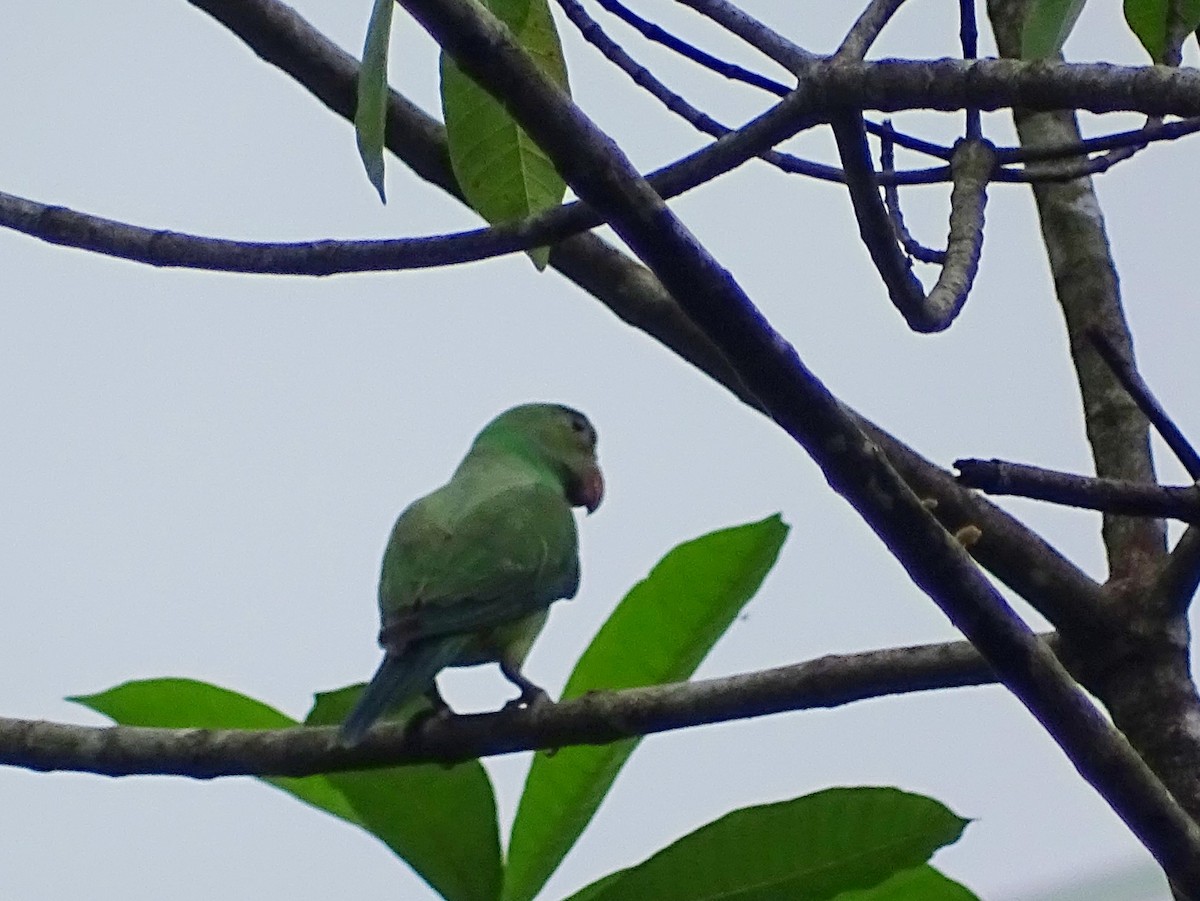 Seylan Yeşil Papağanı - ML619473325