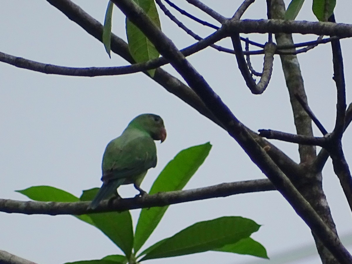 Seylan Yeşil Papağanı - ML619473326