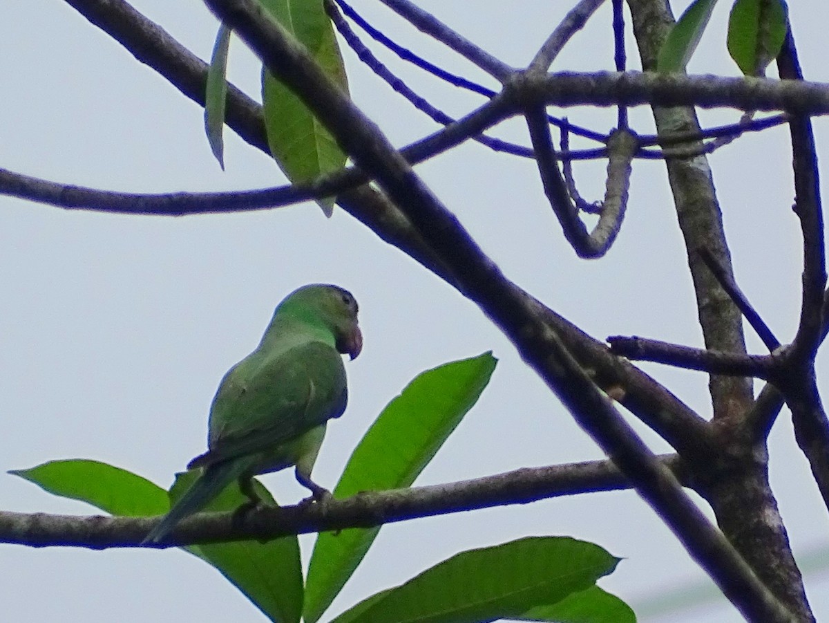 Seylan Yeşil Papağanı - ML619473327