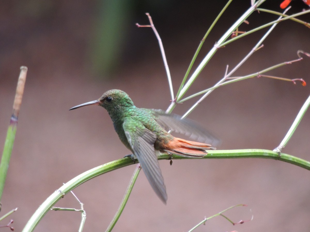 Rufous-tailed Hummingbird - ML619473344